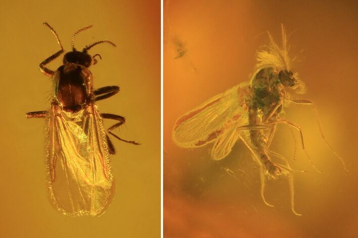Two Fossil Flies (Diptera) In Baltic Amber #72209